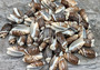 Dark Olive Shell Assortment - (1 Kilogram/2.2 pounds approx. 65-75 shells 2-2.5 inches) on grey background. Copyright 2022 SeaShellSupply.com.

