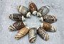 Dark Olive Seashell Assortment (approx. 1 kilogram 65+ shells 2+ inches) Bulk Assorted Dark Olive Shells for coastal crafting & decoration! Copyright 2025 SeaShellSupply.com.