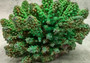 Green FAUX Finger Staghorn Coral - Acropora Humilis - (1 Fake Coral approx. 5Wx3Tx5D inches)
