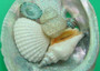 Abalone Frosted Sea Glass Ornament (1 star approx. 3-4 inches) on green background. Copyright 2022 SeaShellSupply.com.