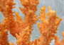 Orange FAUX Staghorn Coral - Acropora Austera - (1 FAKE Coral approx. 10Tx7Wx4D inches)