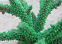 Green FAUX Staghorn Coral - Acropora Nobilis - (1 Fake Coral approx. 6Dx6.5Wx7T inches) on grey background. Copyright 2022 SeaShellSupply.com.