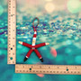 Santa Starfish Xmas Ornament Linckia Starfish (1 seastar approx. 4-5+ inches) Red Painted Starfish Santa Claus For Beachy Coastal Christmas!