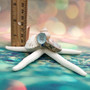 Frosted White Starfish Seaglass Christmas Ornament (1 seastar approx. 4-5+ inches) Starfish Xmas Ornament for holiday décor & gifting!