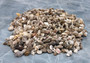 Ocean Mix Tiny Seashells (approx. 750-800 shells .25-.625 inches). Multiple colored shells with different patterns in an intricate pile. Copyright 2022 SeaShellSupply.com.