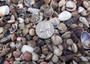 Tiny Seashell Assorted Ocean Mix For Crafts (approx. 1 cup +/-750 shells 0.25+ inches) Tiny Bulk Mixed Shells for coastal arts & crafts!