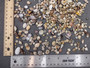 Tiny Seashell Assorted Ocean Mix For Crafts (approx. 1 cup +/-750 shells 0.25+ inches) Tiny Bulk Mixed Shells for coastal arts & crafts!