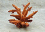 Tan FAUX Staghorn Coral - Acropora Humilis - (1 FAKE Coral approx. 6Wx6.5Dx7.5T inches) on light background.  Copyright 2022 SeaShellSupply.com.\n