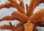 Tan FAUX Staghorn Coral - Acropora Humilis - (1 FAKE Coral approx. 6Wx6.5Dx7.5T inches) on light background.  Copyright 2022 SeaShellSupply.com.