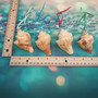 Carved Conch Seashell Christmas Ornament (2 shells approx. 2+ inches) Beautiful Conch Shell Xmas Ornament for holiday gifting!
