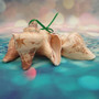 Carved Conch Seashell Christmas Ornament (2 shells approx. 2+ inches) Beautiful Conch Shell Xmas Ornament for holiday gifting!