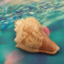 Carved Conch Seashell Christmas Ornament (2 shells approx. 2+ inches) Beautiful Conch Shell Xmas Ornament for holiday gifting!