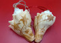 Carved Conch Seashell Ornament (2 shells approx. 2+ inches) Beautiful ornament for any gifting or adding to the holidays!
