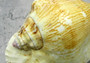 Strombus Pacific Conch - Strombus Latissmus - (1 shell approx. 5-6 inches) on light background Copyright 2022 SeaShellSupply.com.\n