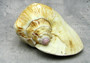 Strombus Pacific Conch - Strombus Latissmus - (1 shell approx. 5-6 inches) on light background Copyright 2022 SeaShellSupply.com.\n