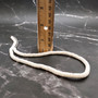 White Puka Style Heishi Seashell Necklace (1 necklace approx. 18 inches x 4+ mm) White Heishi Shell Necklace for the beach pool or party!