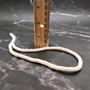 White Puka Style Heishi Seashell Necklace (1 necklace approx. 18 inches x 4+ mm) White Heishi Shell Necklace for the beach pool or party!