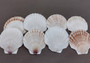 Small Scallop Baking Dish Seashells -  8 shells approx. 2-2.5 inches on dark background. Copyright 2022 SeaShellSupply.com.