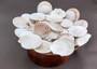 Small Scallop Baking Dish Seashells -  8 shells approx. 2-2.5 inches on dark background. Copyright 2022 SeaShellSupply.com.