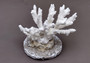 Farmed White Table Coral - (1 table coral approx. 3-4 inches) - Earth friendly, display ready, sustainably grown & sourced! On light background.  Copyright 2022 SeaShellSupply.com.