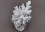 Farmed White Table Coral - (1 table coral approx. 3-4 inches) - Earth friendly, display ready, sustainably grown & sourced! On light background.  Copyright 2022 SeaShellSupply.com.