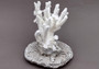 Farmed White Table Coral - (1 table coral approx. 3-4 inches) - Earth friendly, display ready, sustainably grown & sourced! On light background.  Copyright 2022 SeaShellSupply.com.