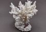 Farmed White Table Coral - (1 table coral approx. 3-4 inches) - Earth friendly, display ready, sustainably grown & sourced! On light background.  Copyright 2022 SeaShellSupply.com.