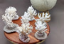 Farmed White Table Coral - (1 table coral approx. 3-4 inches) - Earth friendly, display ready, sustainably grown & sourced! On light background.  Copyright 2022 SeaShellSupply.com.
