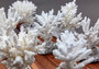 Farmed White Table Coral - (1 table coral approx. 3-4 inches) - Earth friendly, display ready, sustainably grown & sourced! On light background.  Copyright 2022 SeaShellSupply.com.