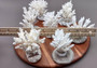 Farmed White Table Coral - (1 table coral approx. 3-4 inches) - Earth friendly, display ready, sustainably grown & sourced! On light background.  Copyright 2022 SeaShellSupply.com.