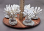 Farmed White Table Coral - (1 table coral approx. 3-4 inches) - Earth friendly, display ready, sustainably grown & sourced! On light background.  Copyright 2022 SeaShellSupply.com.