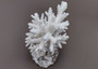 Farmed White Table Coral - (1 table coral approx. 3-4 inches) - Earth friendly, display ready, sustainably grown & sourced! On light background.  Copyright 2022 SeaShellSupply.com.