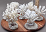 Farmed White Table Coral - (1 table coral approx. 3-4 inches) - Earth friendly, display ready, sustainably grown & sourced! On light background.  Copyright 2022 SeaShellSupply.com.