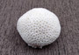 Farm Grown White Brain Coral (1 coral approx. 2+ inches) Earth friendly, display ready, sustainably grown & sourced! Textured round coral, white.  Copy right 2024 SeaShellSupply.com\n