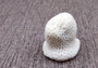 Farm Grown White Brain Coral (1 coral approx. 2+ inches) Earth friendly, display ready, sustainably grown & sourced! Textured round coral, white.  Copy right 2024 SeaShellSupply.com\n