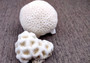 Farm Grown White Brain Coral (1 coral approx. 2+ inches) Earth friendly, display ready, sustainably grown & sourced! Textured round coral, white.  Copy right 2024 SeaShellSupply.com\n