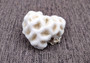 Farm Grown White Brain Coral (1 coral approx. 2+ inches) Earth friendly, display ready, sustainably grown & sourced! Textured round coral, white.  Copy right 2024 SeaShellSupply.com\n