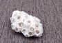 Farm Grown White Brain Coral (1 coral approx. 2+ inches) Earth friendly, display ready, sustainably grown & sourced! Textured round coral, white.  Copy right 2024 SeaShellSupply.com\n