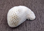 Farm Grown White Brain Coral (1 coral approx. 2+ inches) Earth friendly, display ready, sustainably grown & sourced! Textured round coral, white.  Copy right 2024 SeaShellSupply.com\n
