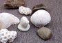 Farm Grown White Brain Coral (1 coral approx. 2+ inches) Earth friendly, display ready, sustainably grown & sourced! Textured round coral, white.  Copy right 2024 SeaShellSupply.com\n
