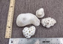 Farm Grown White Brain Coral (1 coral approx. 2+ inches) Earth friendly, display ready, sustainably grown & sourced! Textured round coral, white.  Copy right 2024 SeaShellSupply.com\n