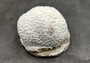 Farm Grown White Brain Coral - (1 coral approx. 2-3 inches) - Earth friendly, display ready, sustainably grown & sourced!