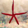 Red Linckia Starfish Black Santa Claus Ornament (1 star approx. 10-11+ inches) Painted Black Santa Claus Starfish Ornament For Christmas  Copyright 2025 SeaShellSupply.com.