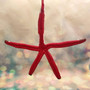 Red Linckia Starfish Black Santa Claus Ornament (1 star approx. 10-11+ inches) Painted Black Santa Claus Starfish Ornament For Christmas  Copyright 2025 SeaShellSupply.com.