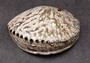 Polished White Midas Abalone - Haliotis Midae - (1 shell approx. 5-6 inches). One white polished abalone shell with an iridescent inside and small spiral. Copyright 2022 SeaShellSupply.com.