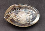 Polished White Midas Abalone - Haliotis Midae - (1 shell approx. 5-6 inches). One white polished abalone shell with an iridescent inside and small spiral. Copyright 2022 SeaShellSupply.com.