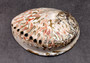 Polished White Midas Abalone - Haliotis Midae - (1 shell approx. 5-6 inches). One white polished abalone shell with an iridescent inside and small spiral. Copyright 2022 SeaShellSupply.com.