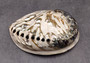 Polished White Midas Abalone - Haliotis Midae - (1 shell approx. 5-6 inches). One white polished abalone shell with an iridescent inside and small spiral. Copyright 2022 SeaShellSupply.com.