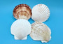Irish Deep Baking Scallop Seashells - Pecten Yessoensis - (4 shells approx. 4+ Inches). Four white ribbed shells laid out together. Copyright 2022 SeaShellSupply.com.