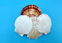 Irish Deep Baking Scallop Seashells - Pecten Yessoensis - (4 shells approx. 4+ Inches). Four white ribbed shells laid out together. Copyright 2022 SeaShellSupply.com.